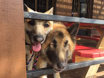 blind german shepherd