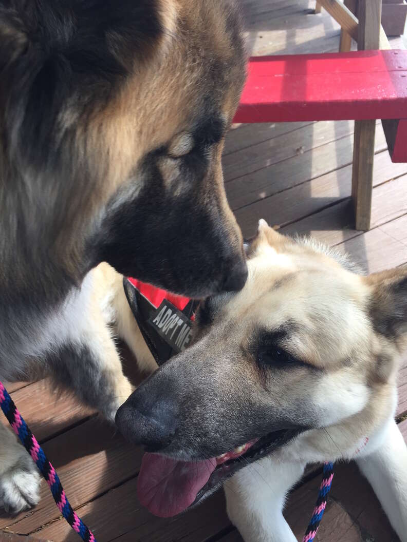 blind german shepherd