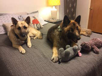 blind german shepherd