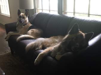 blind german shepherd