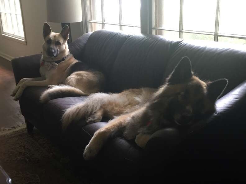 blind german shepherd
