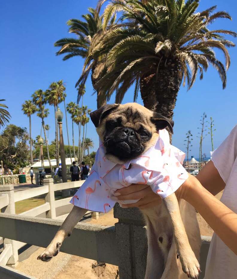 Rescued pug from Iran in LA