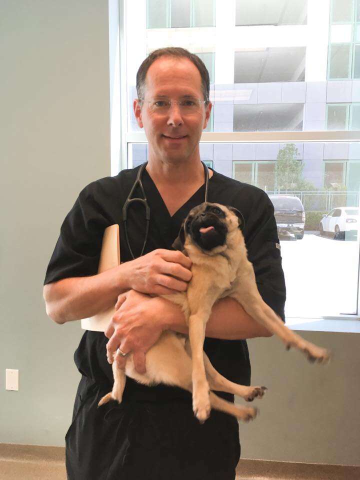 Rescued pug with vet