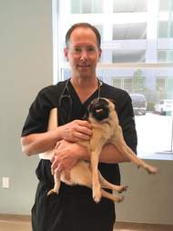 Rescued pug with vet