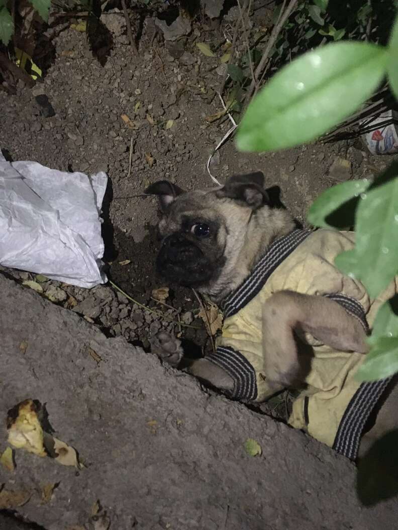 Injured pug abandoned in ditch