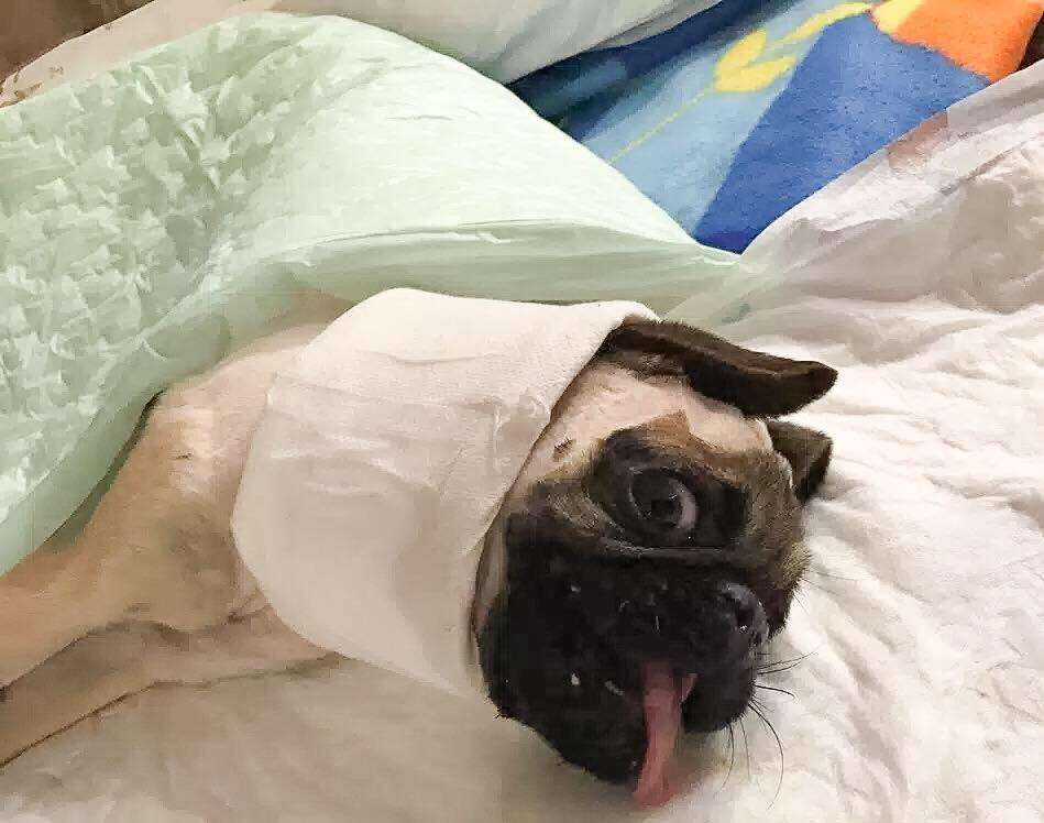 Injured pug in neck brace