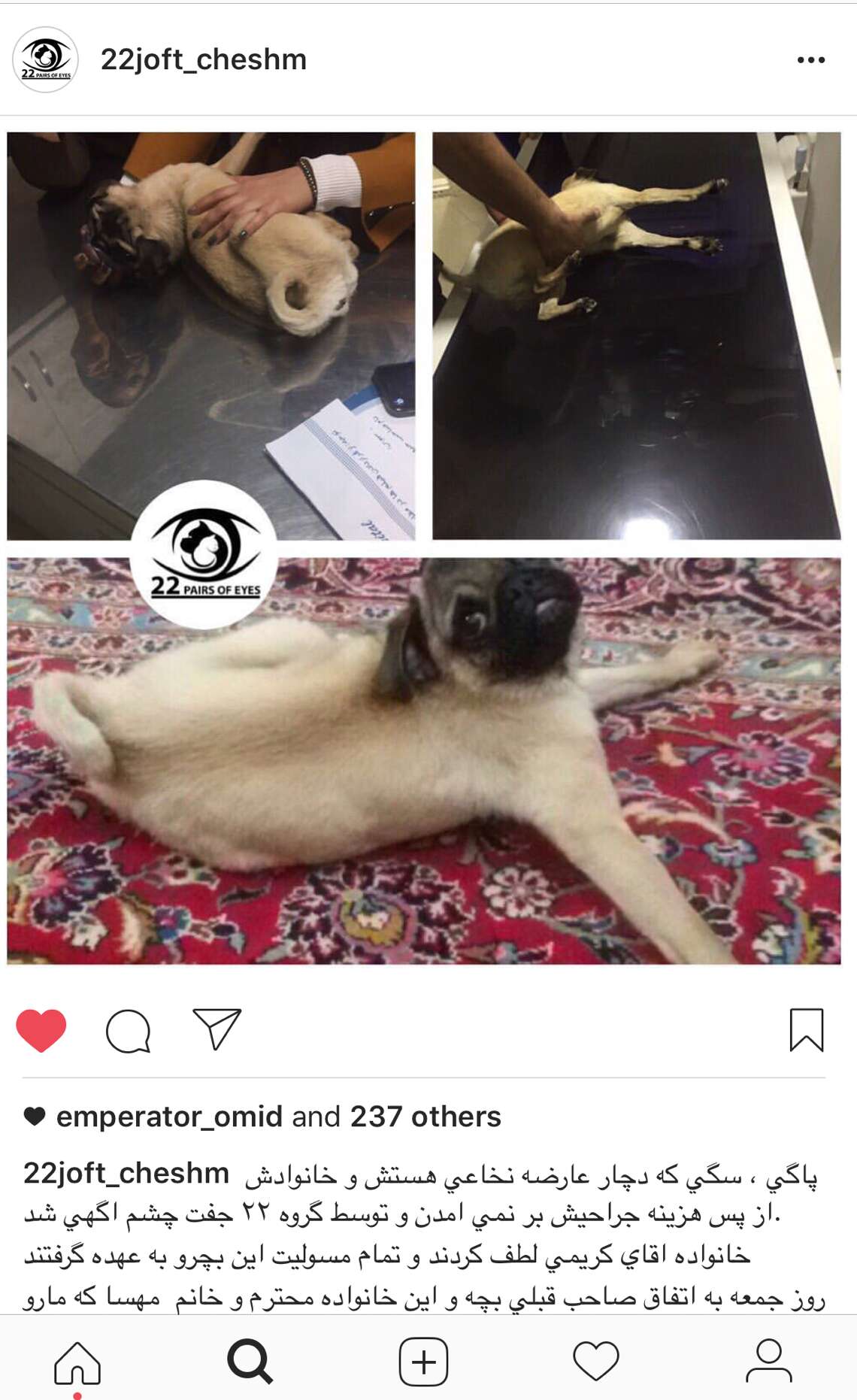 Post about disabled pug in Iran