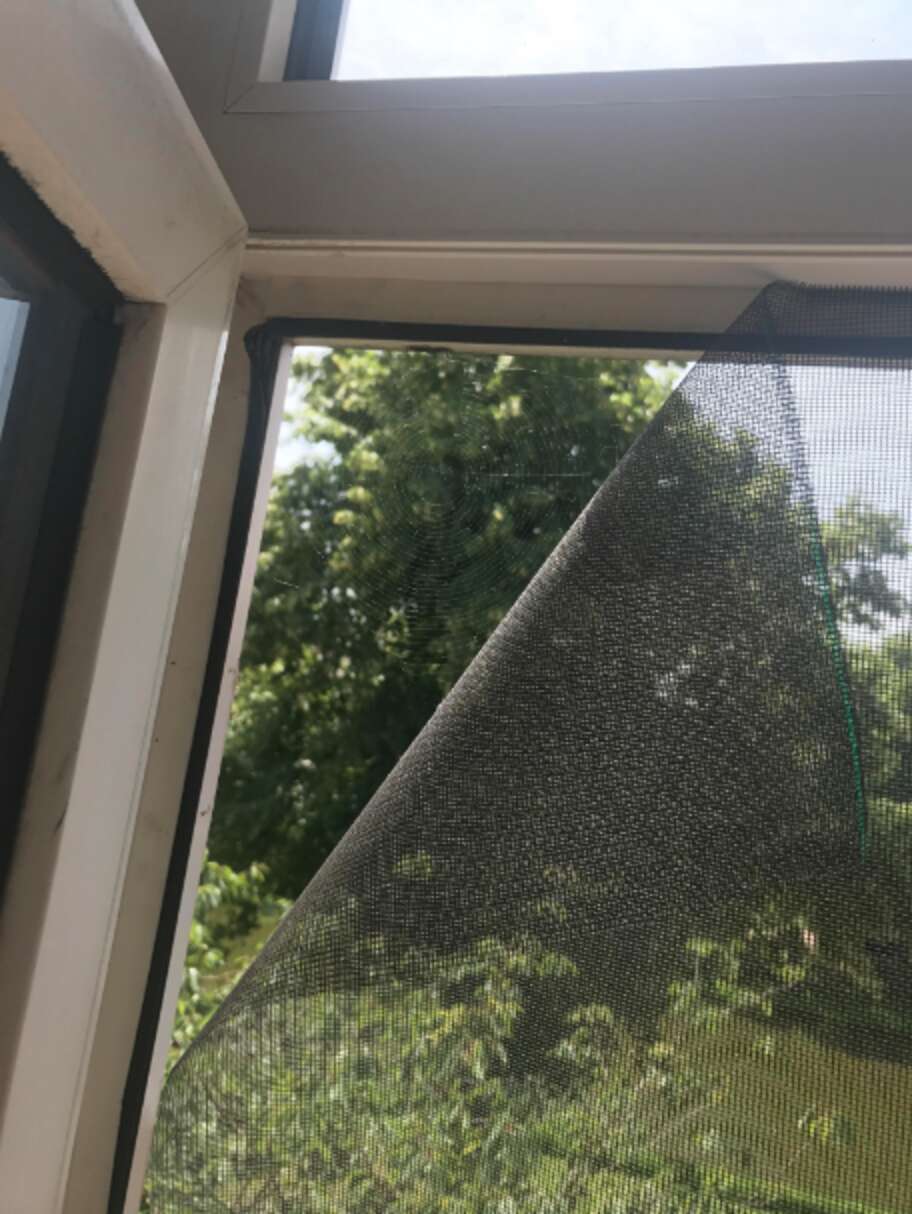 Window Spider Screen Very Nice Spider Patches Up Guy's Broken Screen - The Dodo