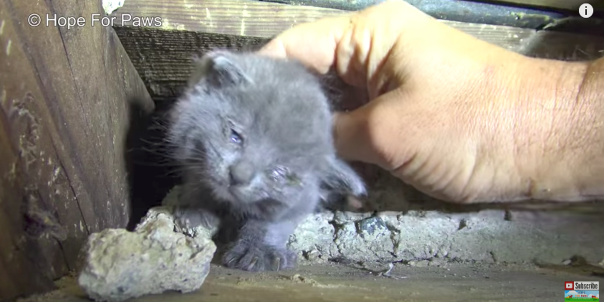 Kittens Rescued From Stairwell While Their Mom Watched The Dodo