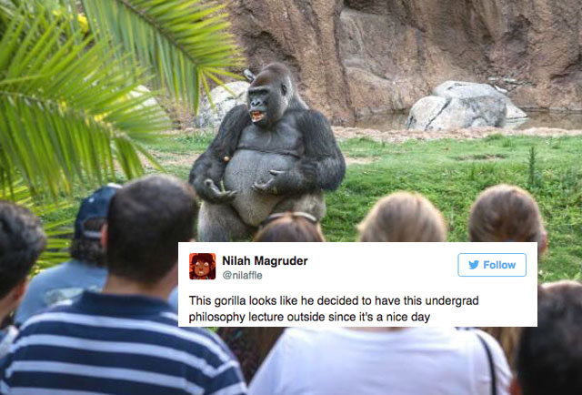 TED Talk Gorilla Is the Internet's Favorite New Meme - Thrillist