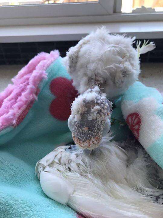 Rescued bird mourns friend