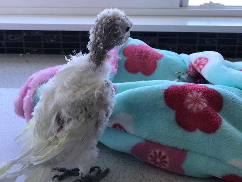 Rescued bird mourns friend