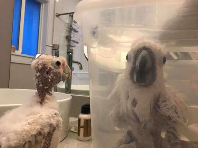 Rescued bird with friend getting cancer treatment