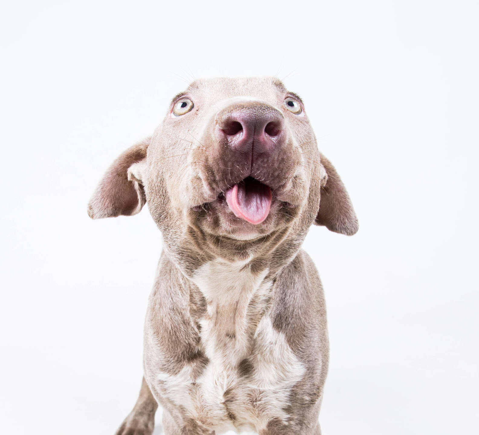 Pit Bull Puppy With Overbite Needs Forever Family - The Dodo