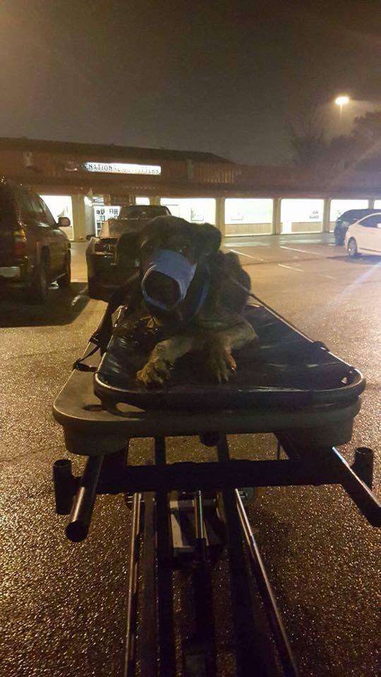 Paralyzed dog on stretcher