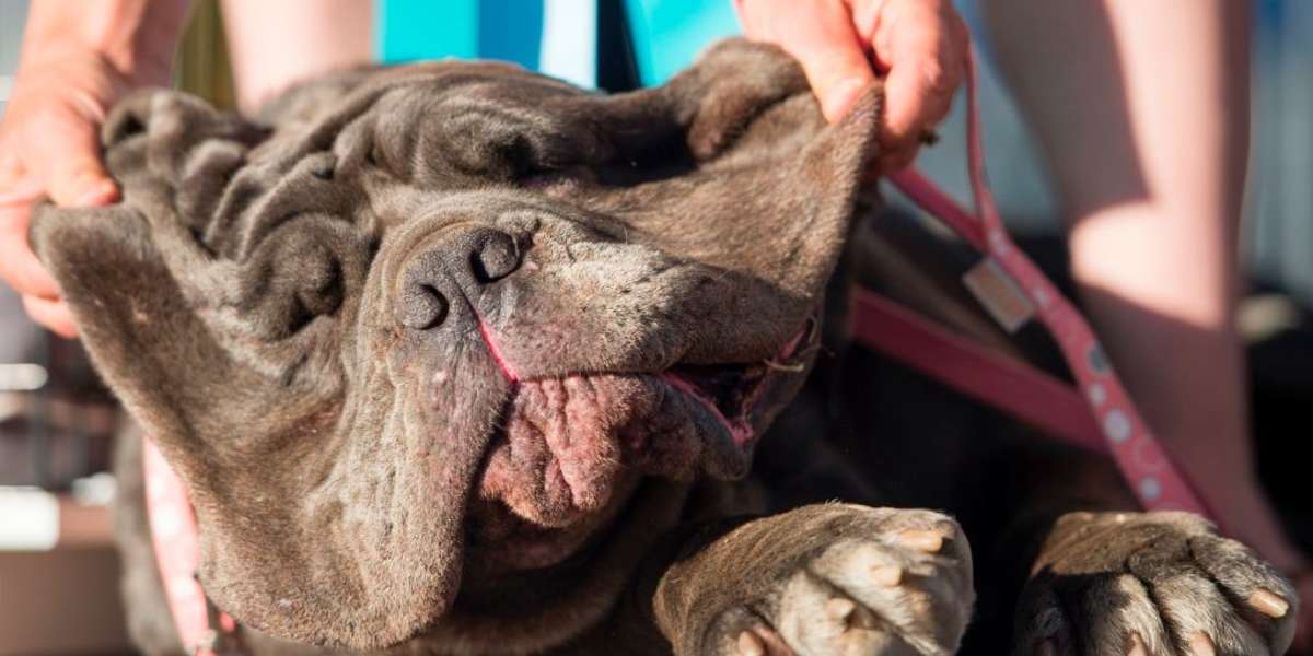 'World's Ugliest Dog' Actually Has The Sweetest Adoption Story - The Dodo