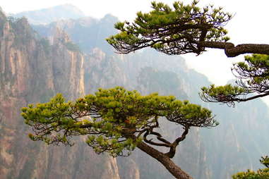 Huangshan Pine Trees