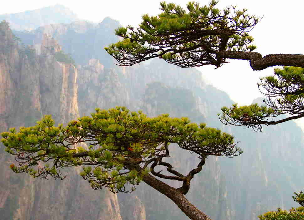 Huangshan Pine Trees