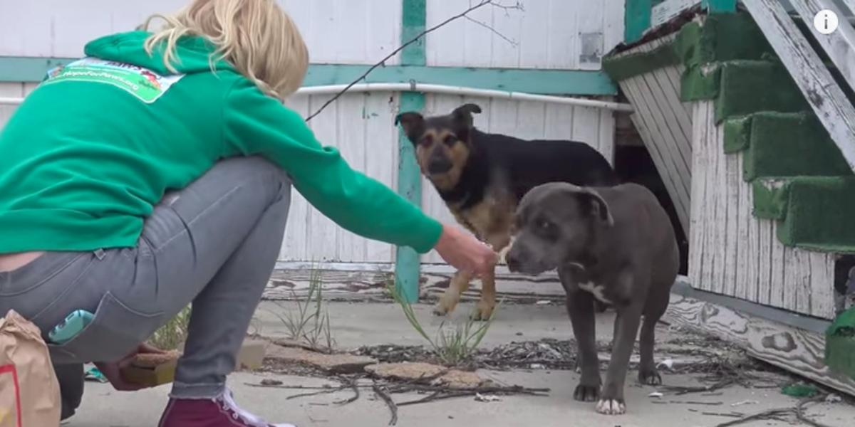 Pit Bull And German Shepherd Living Under Abandoned School - The Dodo