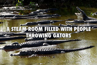 Florida gators in summer