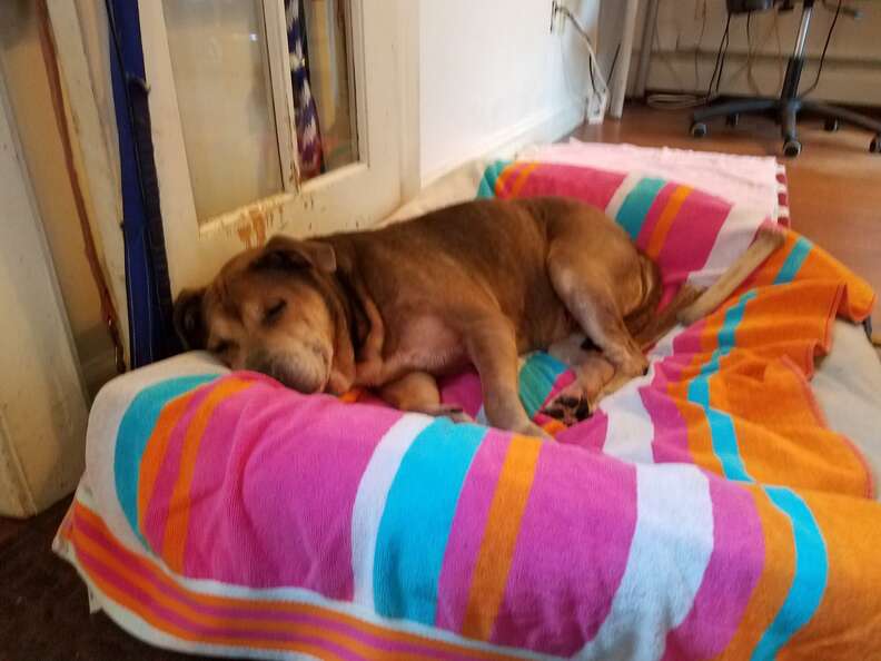 Senior shelter dog in her first dog bed