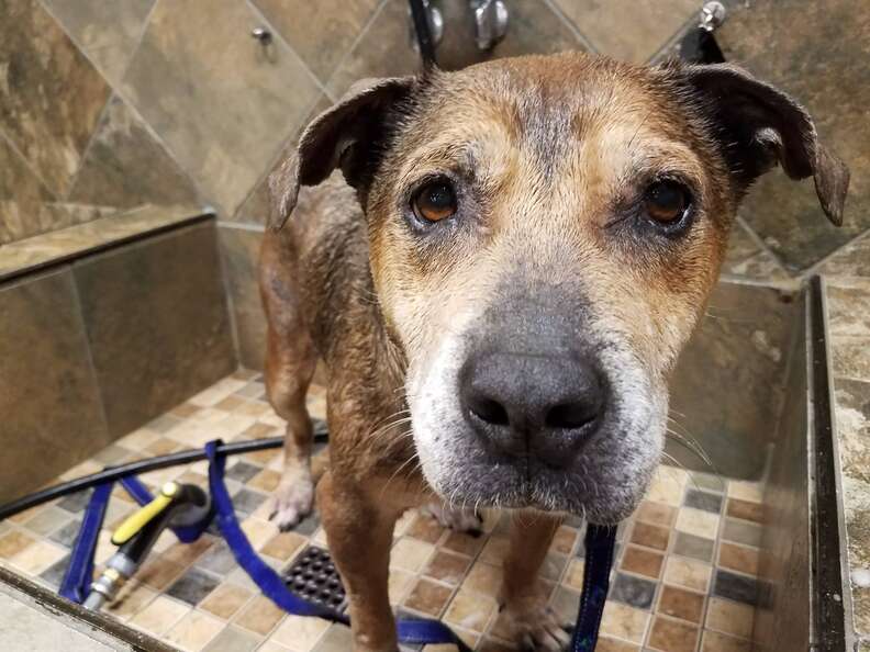 Urgent shelter dog in North Carolina