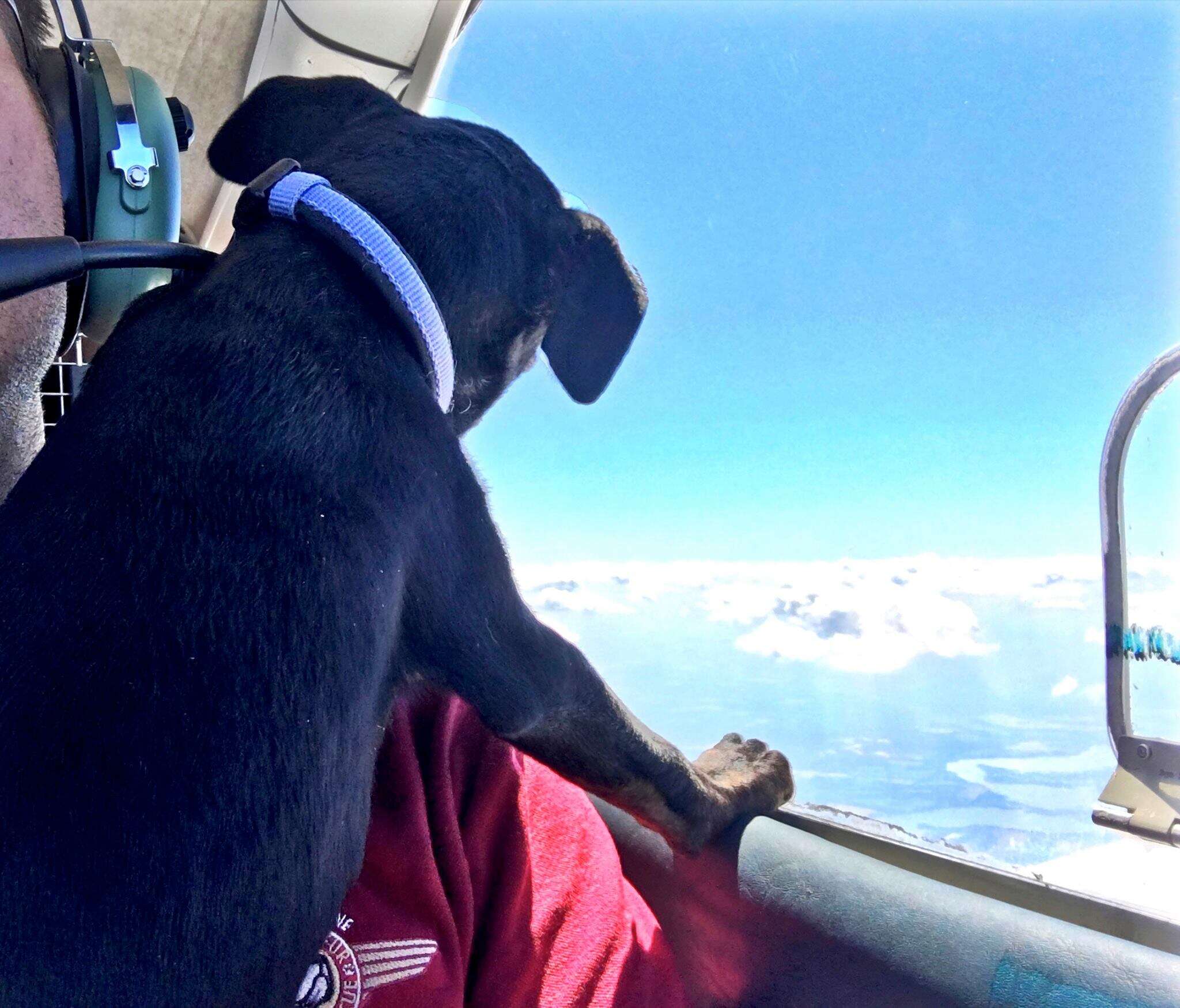 Rescue pup on his rescue flight