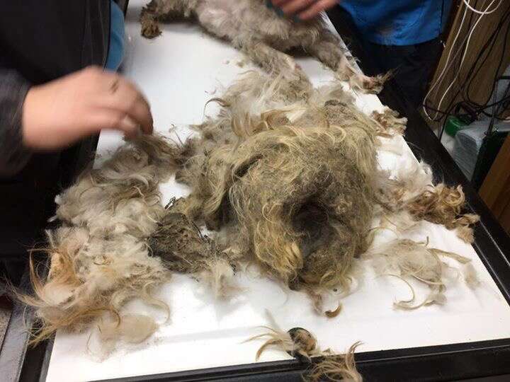Rescue dog getting his fur trimmed