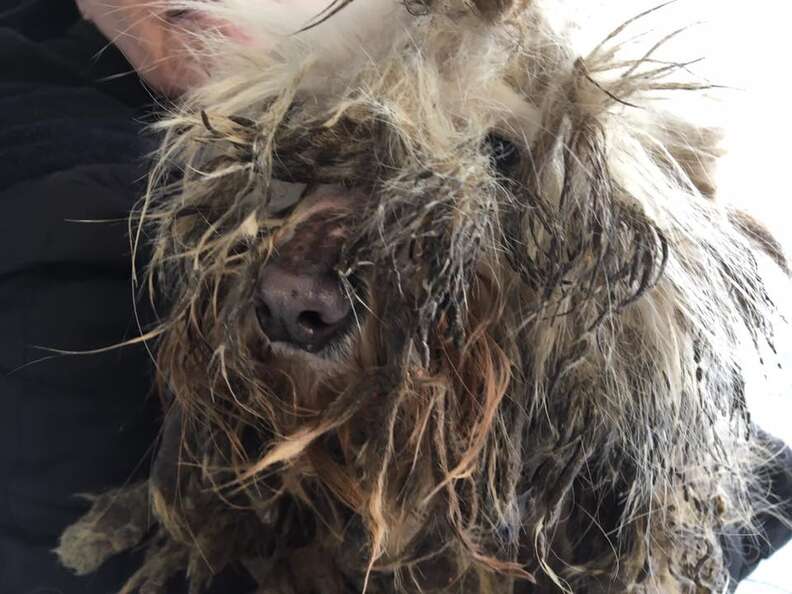 Matted dog rescued from dog meat farm