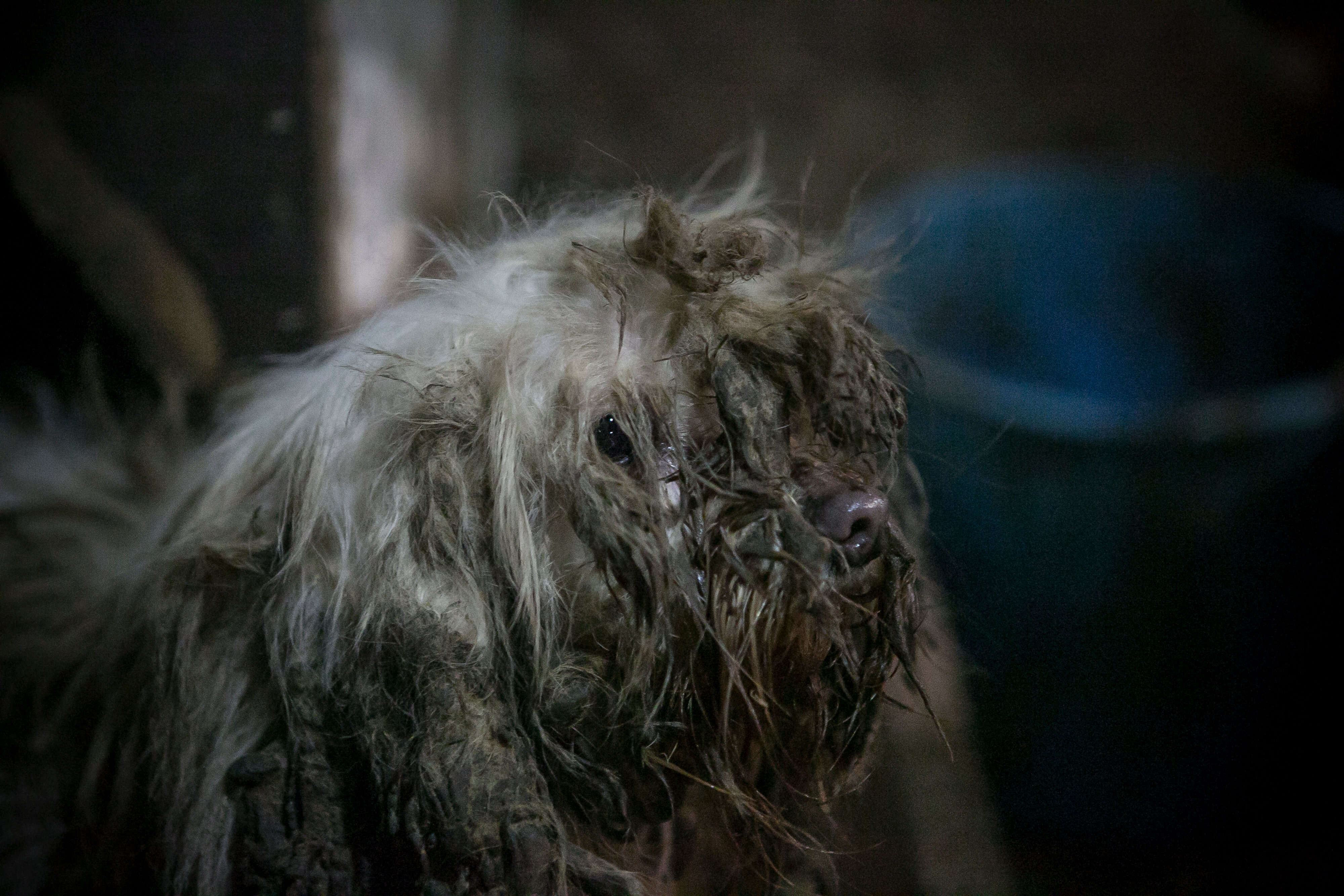 Matted dog at dog meat farm