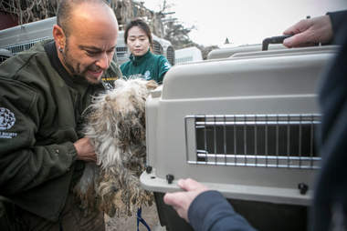 Man putting rescue dog into kennel