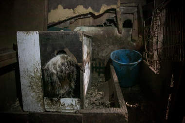 Dog at meat farm in South Korea