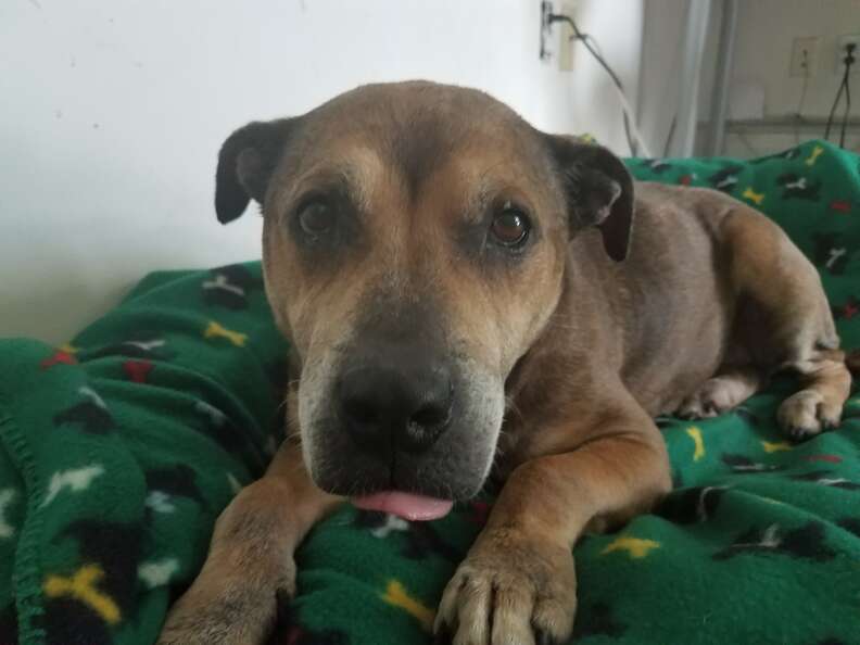 Senior shelter dog in foster care