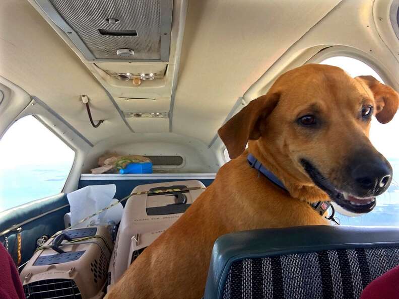Pilot Flies Urgent Shelter Dogs To Safety - The Dodo