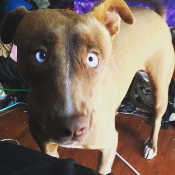 blind husky mix