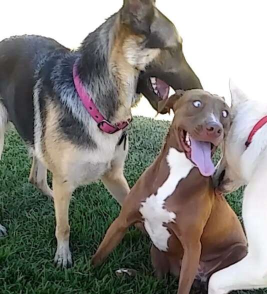 blind husky mix