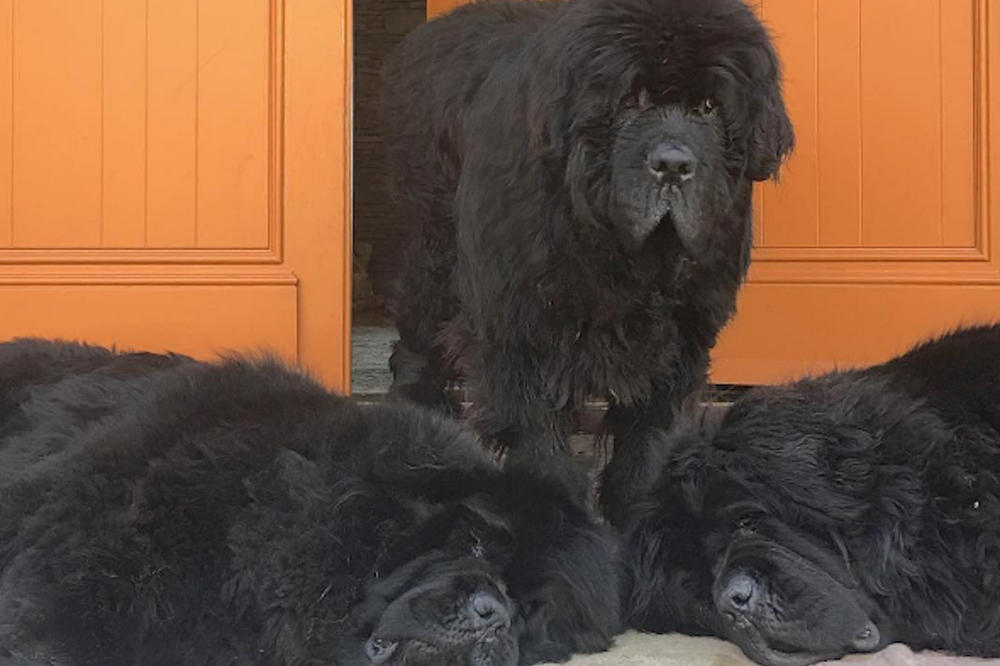 Funny Dog Pictures 16 Pictures Of Cute Dogs In Distilleries Thrillist dogs in distilleries