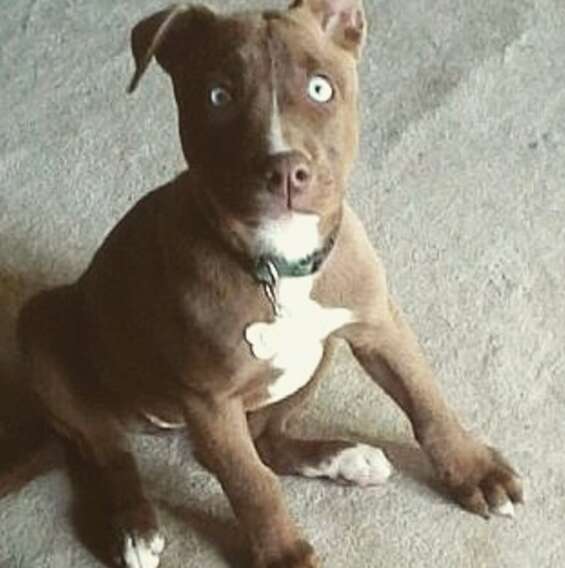blind husky mix