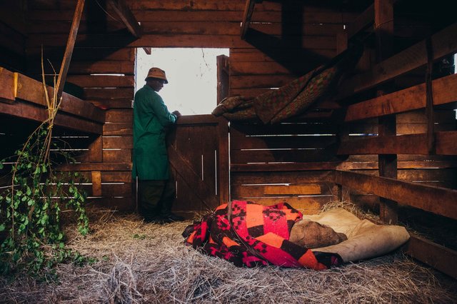 Keeper watching over sleeping baby elephant