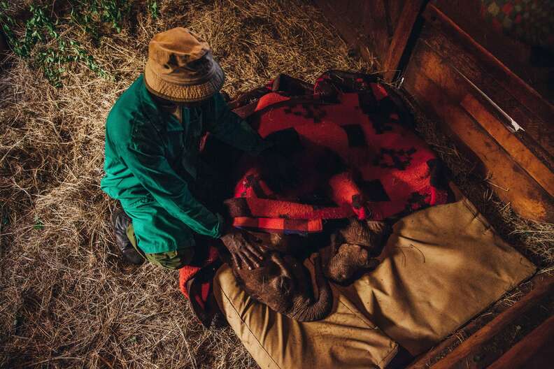 Orphaned elephant and caretaker