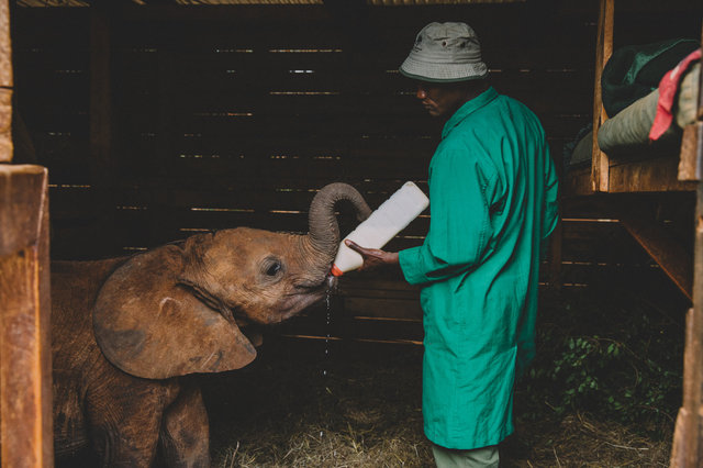 Orphaned baby elephant bottlefeeding