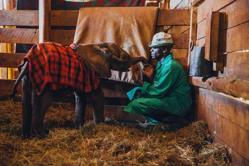 Orphaned elephant with caretaker