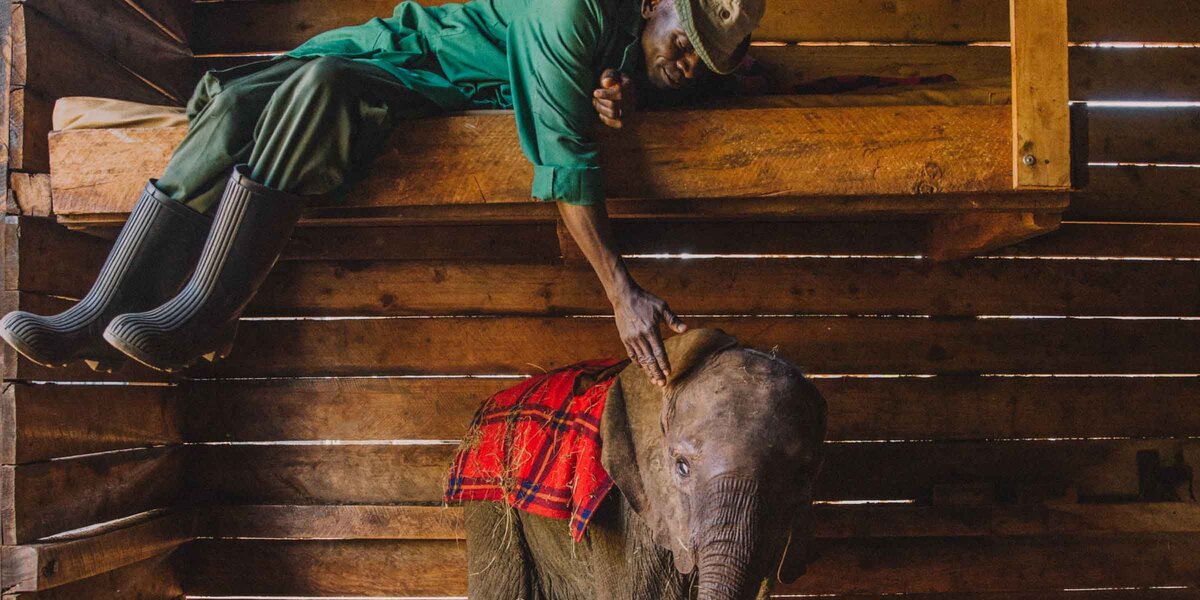 Orphaned Elephant Caretakers Describe Nighttime Care - The Dodo