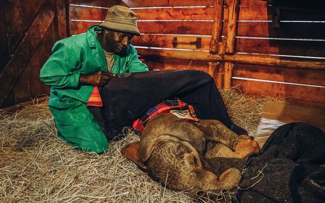 Orphaned baby elephant getting tucked in