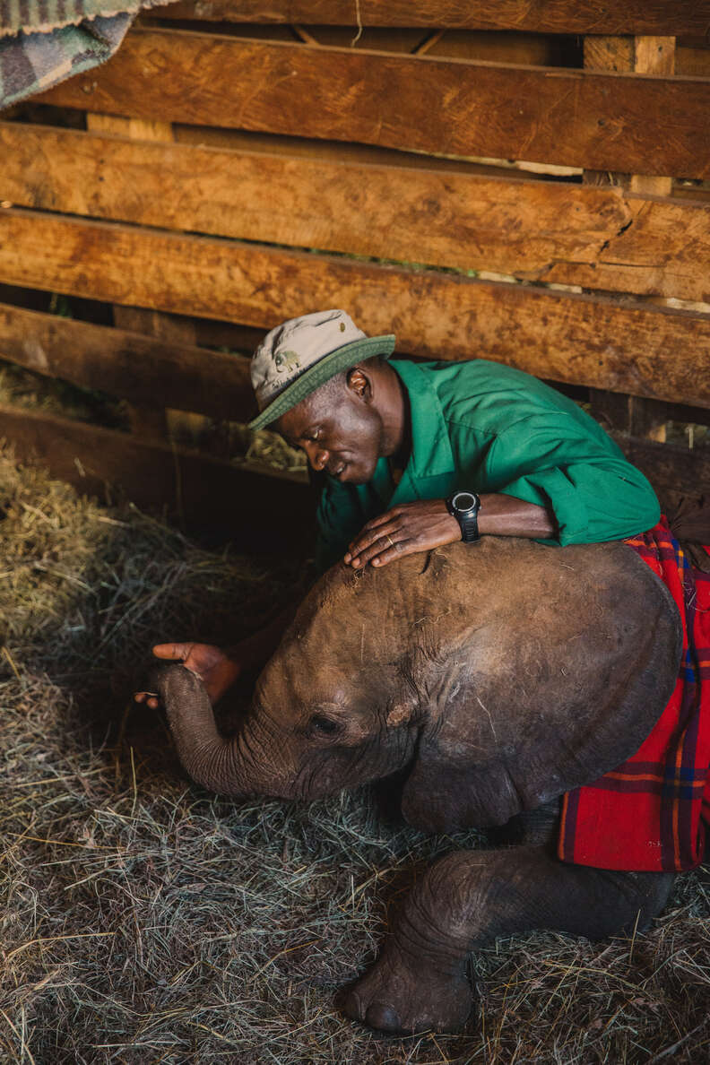 Elephant orphan and keeper