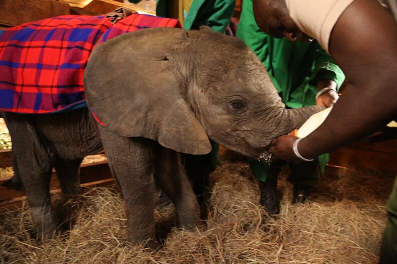 Orphaned elephant being bottlefed