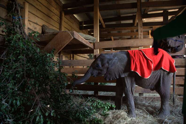 Orphaned Elephant Caretakers Describe Nighttime Care - The Dodo