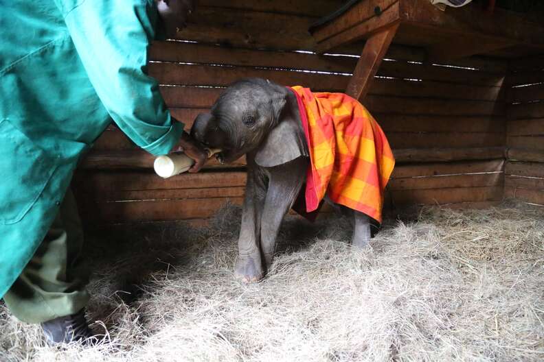 Elephant getting fed at Kenya orphanage