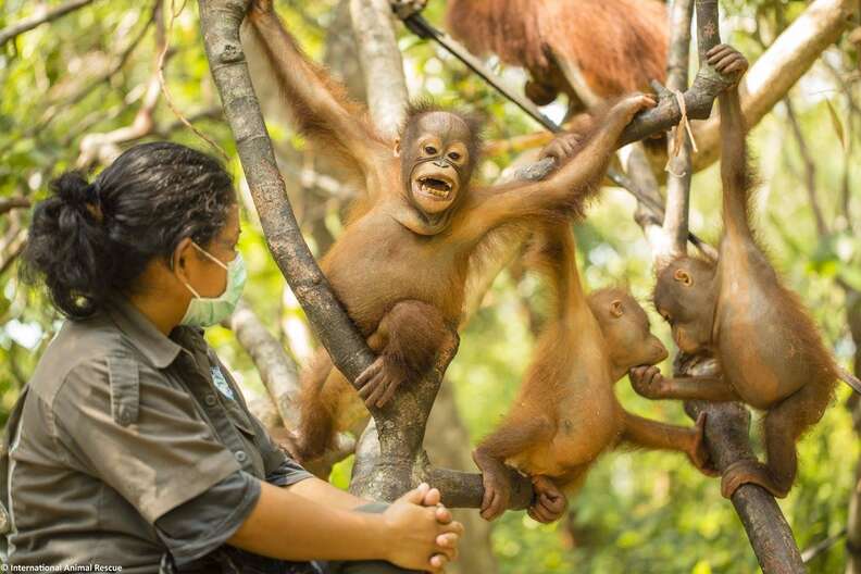 Baby rescued orangutans