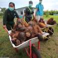 Baby rescued orangutans in wheelbarrow
